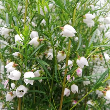 Boronia heterophylla Ice Charlotte