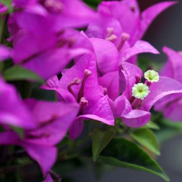 Bougainvillea spectabilis x glabra Violet de Mèze