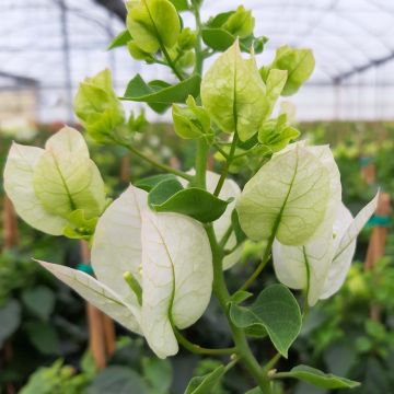 Bougainvillea spectabilis White