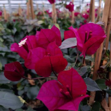 Bougainvillea spectabilis Purple Violet