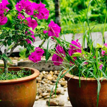 Bougainvillea x hybrida Mini Thaï