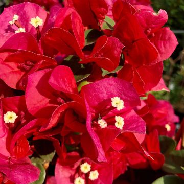 Bougainvillea spectabilis Deep Red