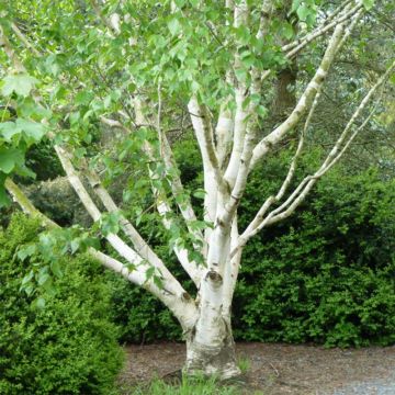 Betula utilis var. jacquemontii Doorenbos - Himalayan Birch