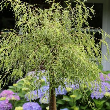 Betula pendula Karaca - Birch