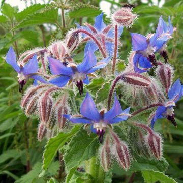 Borago officinalis