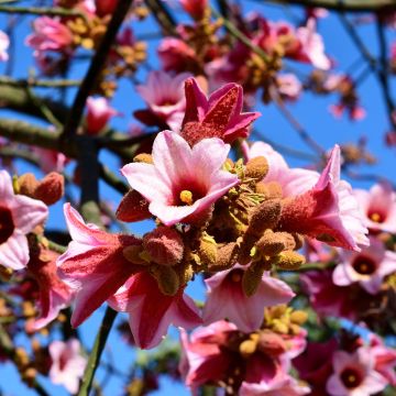 Brachychiton discolor