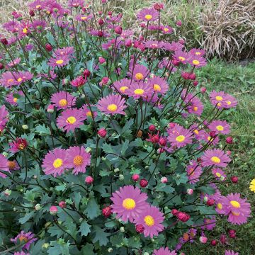 Brachycome multifida Fresco Candy - Cut-leaf Daisy