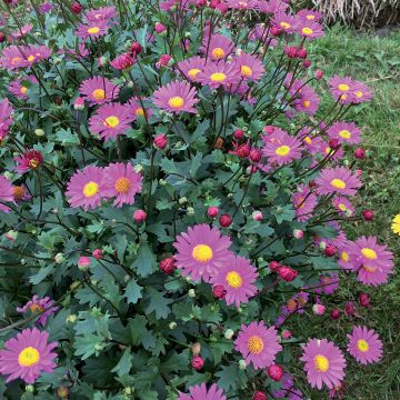 Brachyscome multifida Fresco Bright Pink - Cut-leaf Daisy