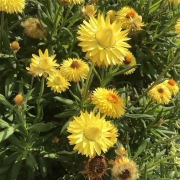 Bracteantha bracteata Granvia Gold - Strawflower