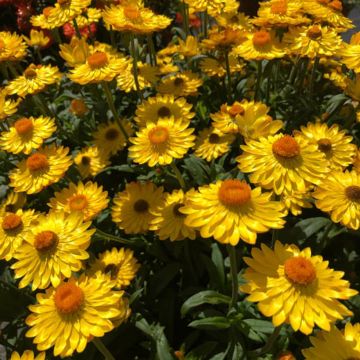 Bracteantha Heliana Gold - Strawflower