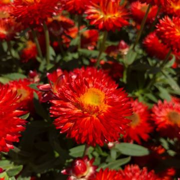 Bracteantha bracteata Heliana Scarlet - Strawflower