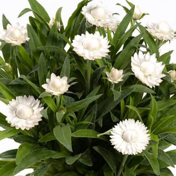 Bracteantha bracteata Heliana White - Strawflower