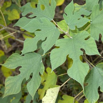 Broussonetia papyrifera