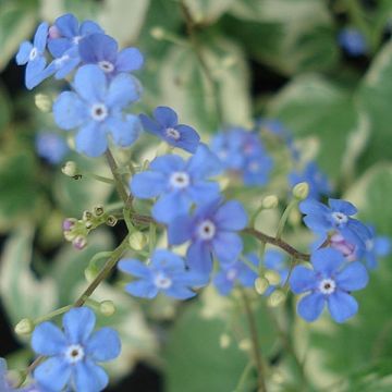 Brunnera macrophylla Variegata - Siberian Bugloss