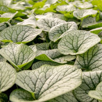 Brunnera macrophylla Alexanders Great - Siberian Bugloss