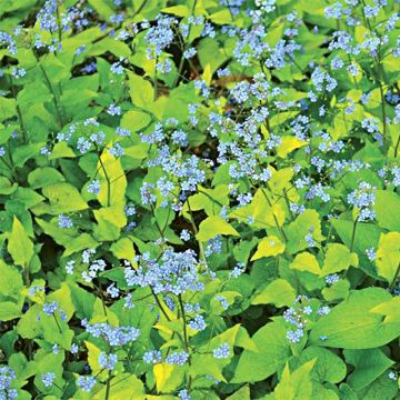 Brunnera macrophylla Dianes Gold - Siberian Bugloss