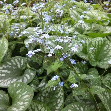 Brunnera macrophylla Emerald Mist - Siberian Bugloss