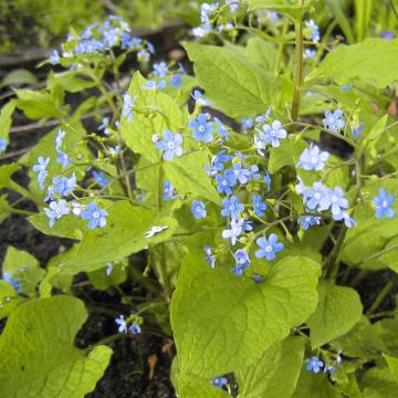 Brunnera macrophylla Green Gold - Myosotis du Caucase