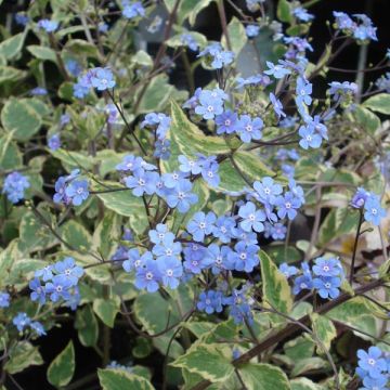 Brunnera macrophylla Hadspen Cream - Siberian Bugloss