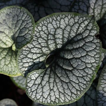 Brunnera macrophylla Jack of Diamonds - Siberian Bugloss