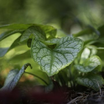 Brunnera macrophylla Jacks Gold - Siberian Bugloss