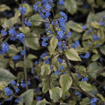 Brunnera macrophylla King's Ramson® - Myosotis du Caucase