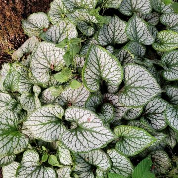 Brunnera macrophylla Queen of Hearts - Siberian Bugloss