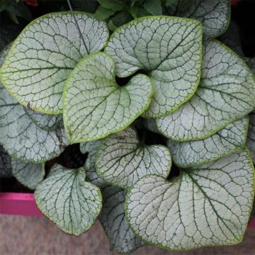 Brunnera macrophylla Silver Heart - Siberian Bugloss