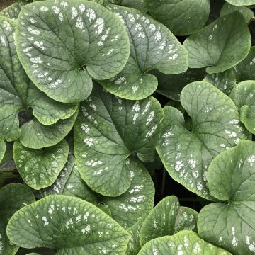 Brunnera macrophylla White Zebra - Siberian Bugloss