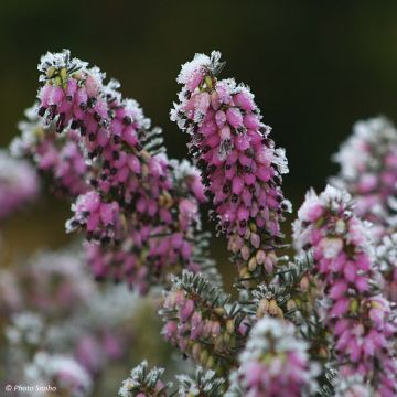 Erica darleyensis Winter Belles Lucie - Winter Heath