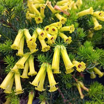 Erica nana Limoncello - Dwarf Heather