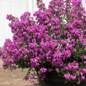 Erica cinerea Pallas - Bell Heather