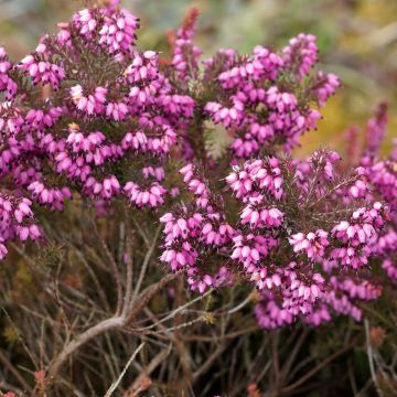 Erica darleyensis Kramers Rote - Winter Heath