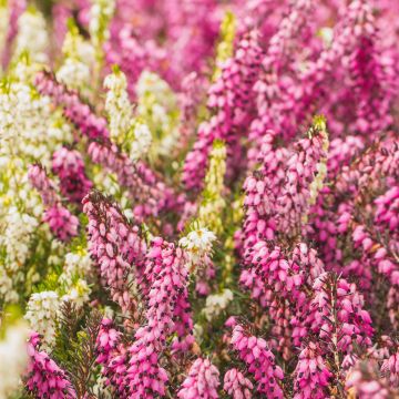 Calluna vulgaris Marlies - Heather