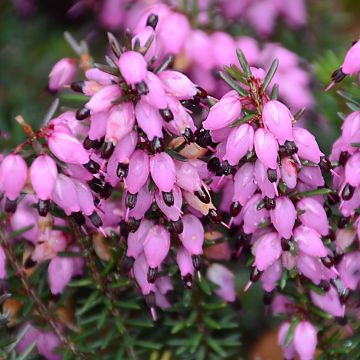 Erica darleyensis Winter Belles Tylou - Winter Heath