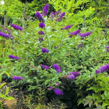 Buddleja  Blue Chip