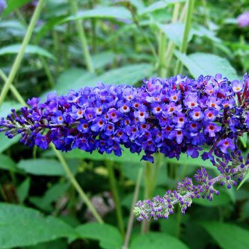 Buddleia Empire Blue - Butterfly Bush