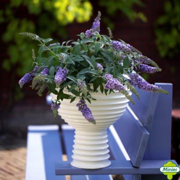 Buddleja davidii Lilac Chip - Butterfly Bush