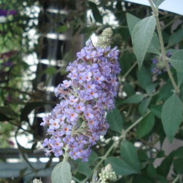 Buddleja Lochinch - Butterfly Bush