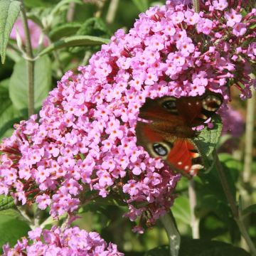 Buddleja davidii Pink Panther - Butterfly Bush