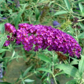 Buddleja davidii Royal Red - Butterfly Bush