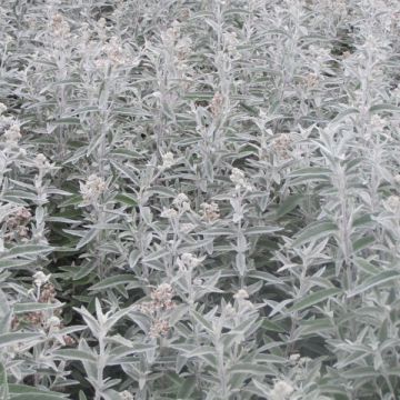 Buddleja Silver Anniversary - Butterfly Bush