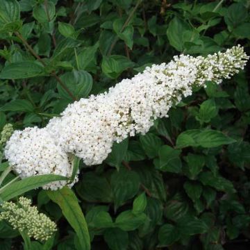 Buddleja davidii White Ball White - Butterfly Bush