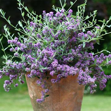 Buddleja alternifolia Unique - Butterfly Bush