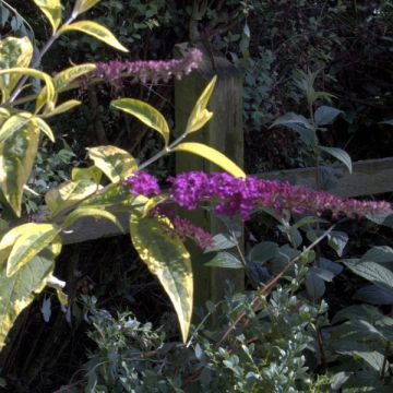 Buddleia davidii Masquerade - Butterfly Bush