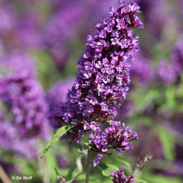 Buddleia davidii Purple Emperor - Arbre aux papillons