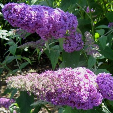 Buddleja davidii Rêve de Papillon Pink - Butterfly Bush