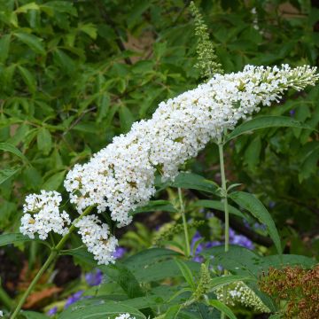 Buddleja davidii Rêve de Papillon Blanc - Butterfly Bush