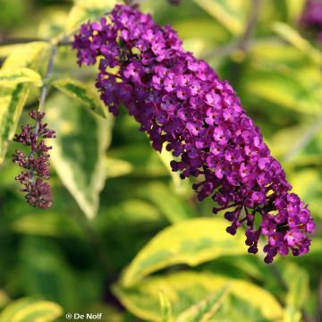 Buddleja (x) davidii Santana ('Thia')