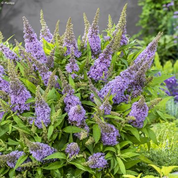 Buddleja davidii Butterfly Candy Little Lila - Butterfly Bush